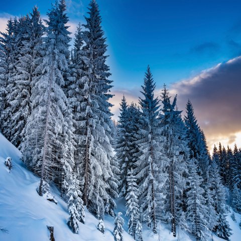 Foisching Wintertraum