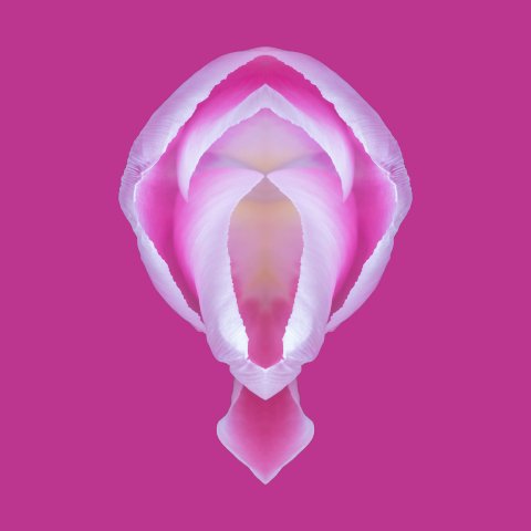 Tulpen
