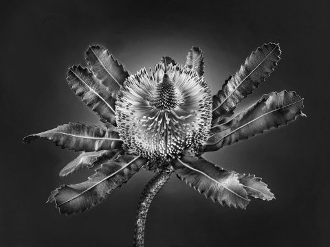 Banksia cf. serrata