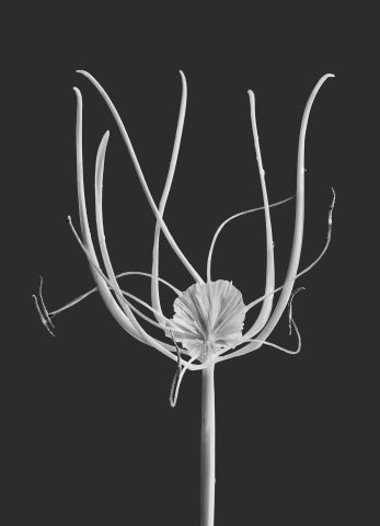 Hymenocallis littoralis 01 C
