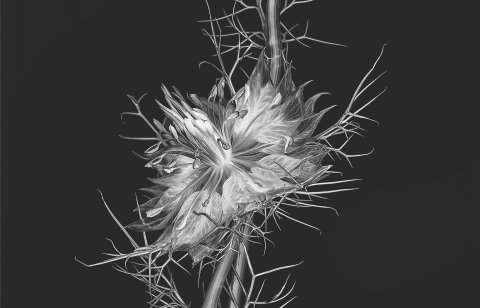 Nigella 18094