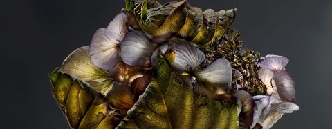 Hydrangea 01C