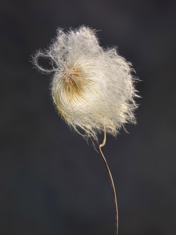Clematis Revival 0103