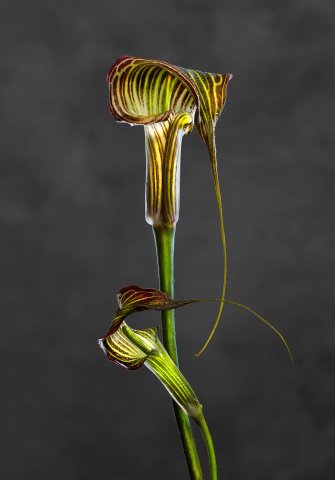 Arisaema Crubescent 01