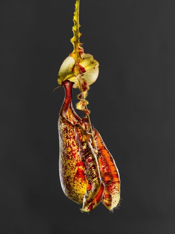 Nepenthaceae Mizuho