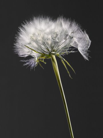 Umbrella Flower 012296