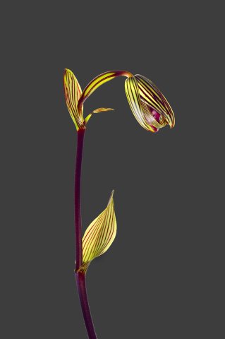 Paphiopedilum Rothschildianum