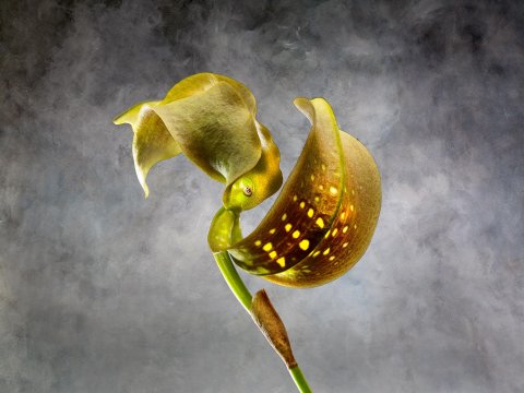 Bulbophyllum Grandiflorum Orchidaceae A