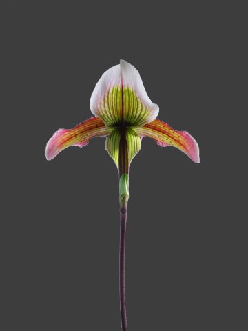 Paphiopedilum barbatum
