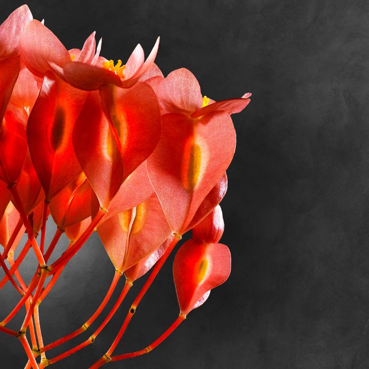 Begonia Coccinea 01 C Detail