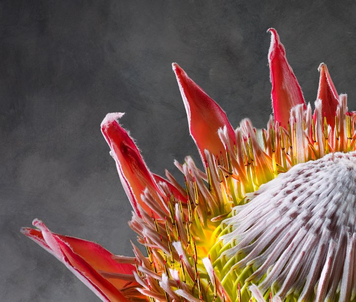 Protea Cynaroides 01 Detail