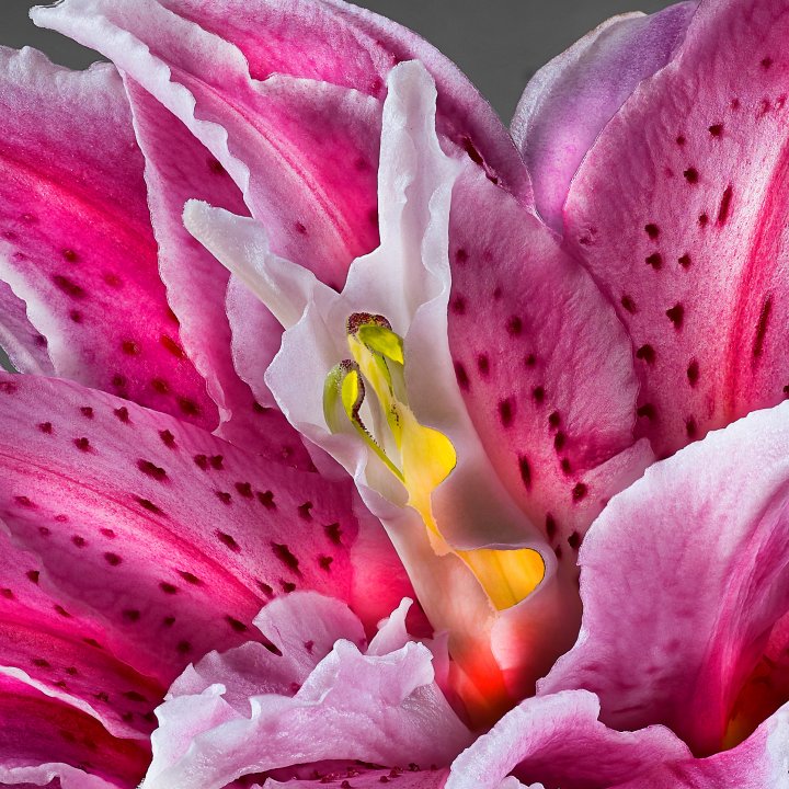Rose Lily Detail