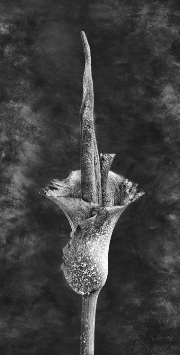 Amorphophallus riviera