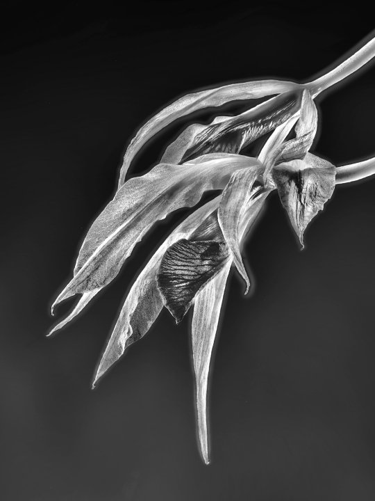 Schombolaelia marilyn