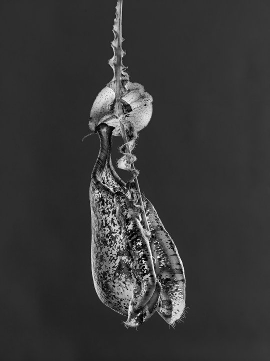 Nepenthaceae mizuho 01 A