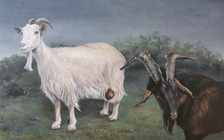 Ziege - Istrische Schönheit