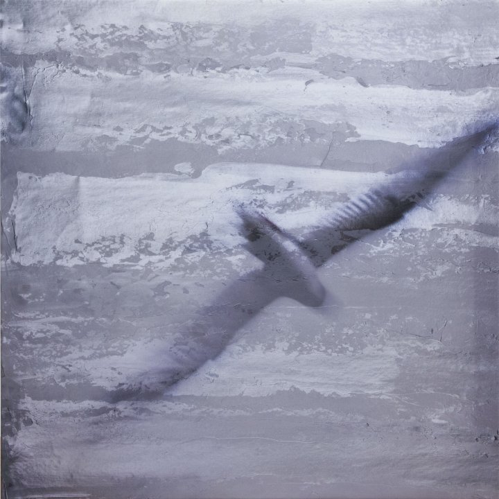 Seegull I
