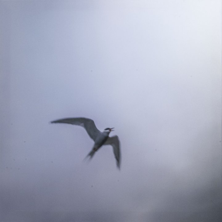 Seegull II