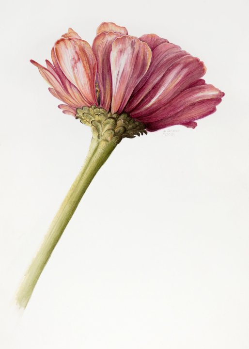 Zinnia | Zinnie