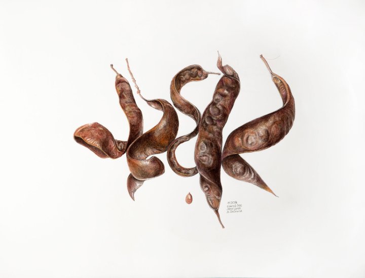 Carob Tree Seed Pods