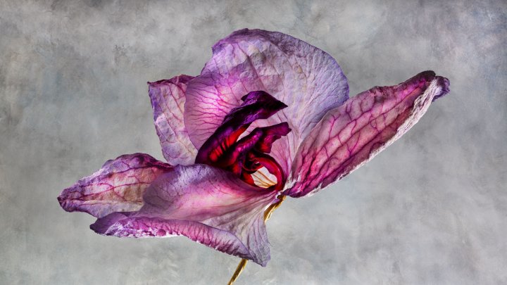 Rosemary Wolken 0Y