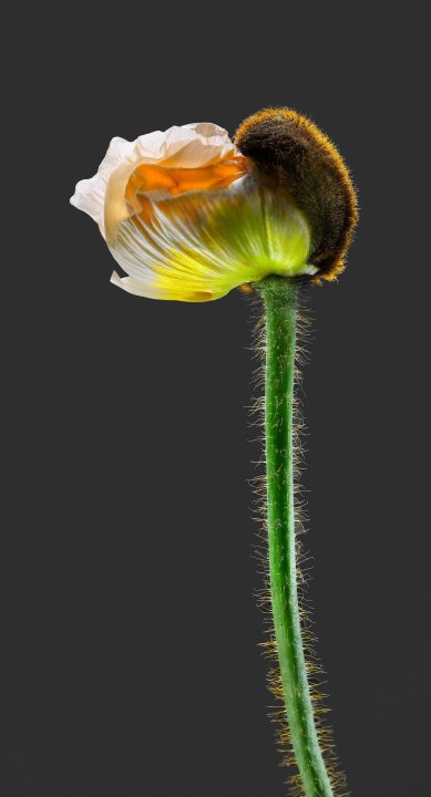 Mohn Sinn 010821 B
