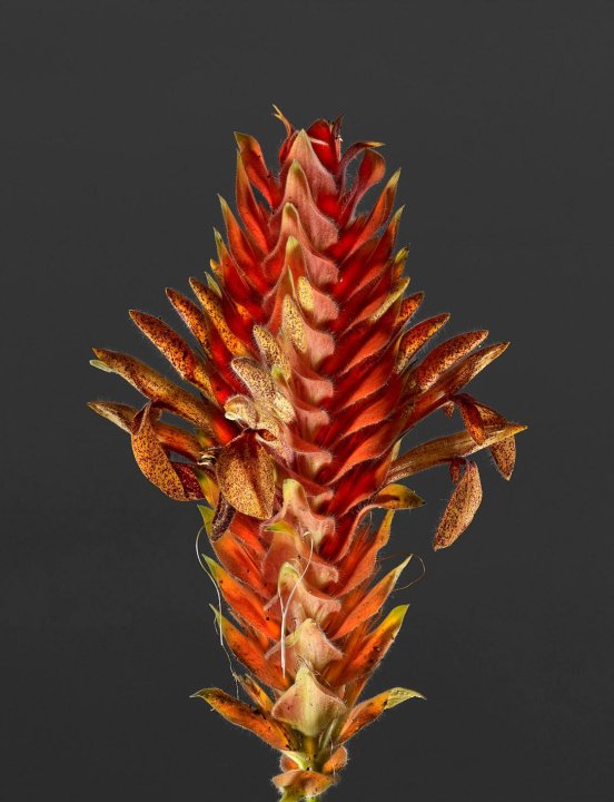 Aphelandra Flava
