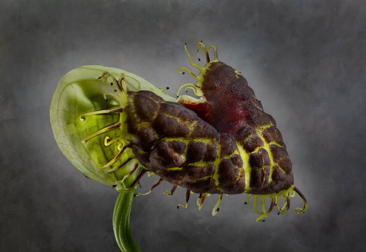 Aristolochia Fimbriata