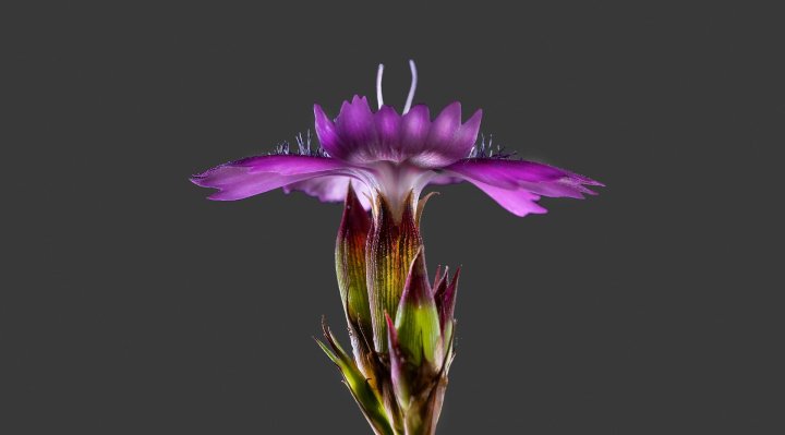 Dianthus carthusianorum
