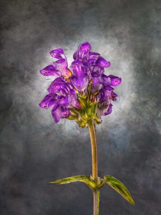 Labiatae Prunella grandiflora