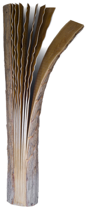 Storia di una robinia