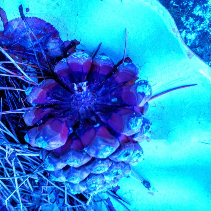 The Fir Cone - blue